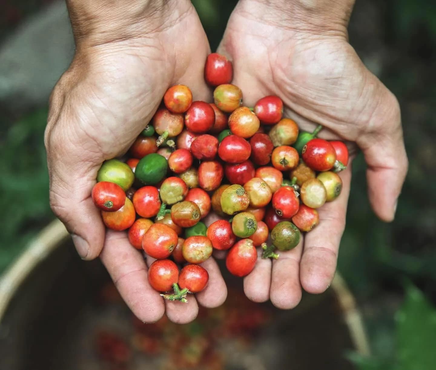 Media 2 ng Bali Pulina Coffee Plantation in Ubud