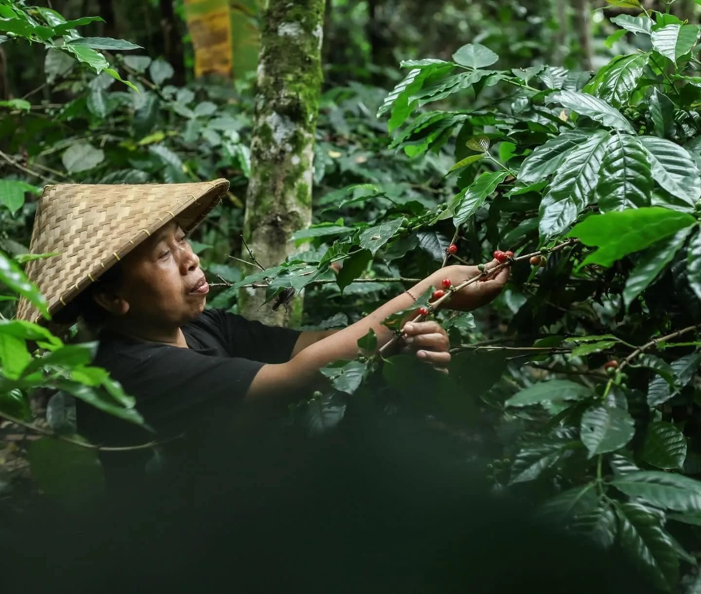 Media 3 ng Bali Pulina Coffee Plantation in Ubud