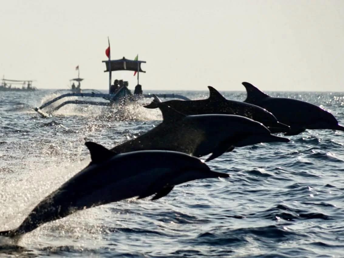 Dolphin Lovina Tour in Buleleng media 3