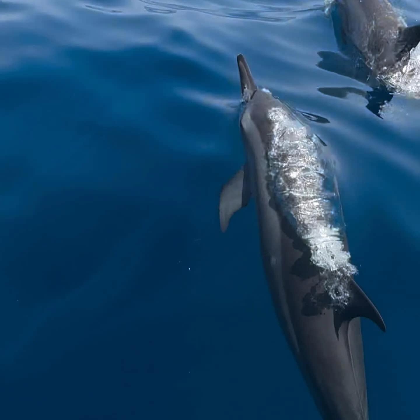 Dolphin Lovina Tour in Buleleng media 4