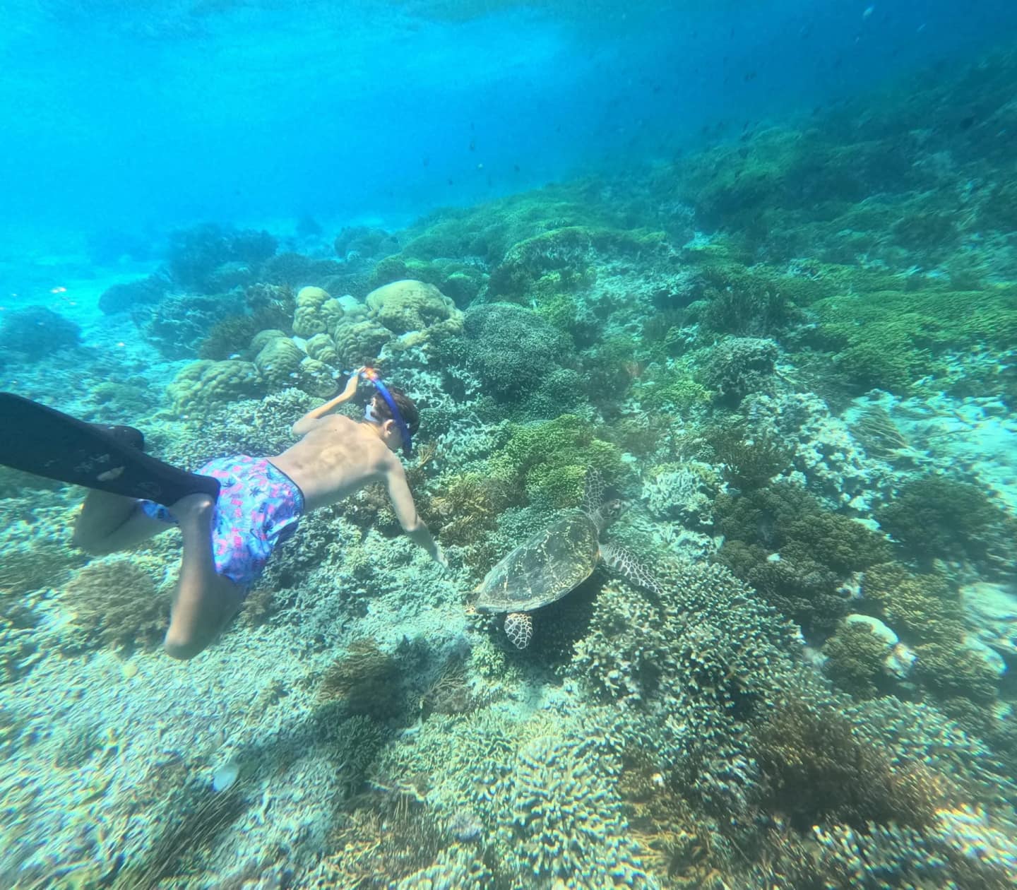 Media 2 ng Snorkeling Menjangan in Buleleng