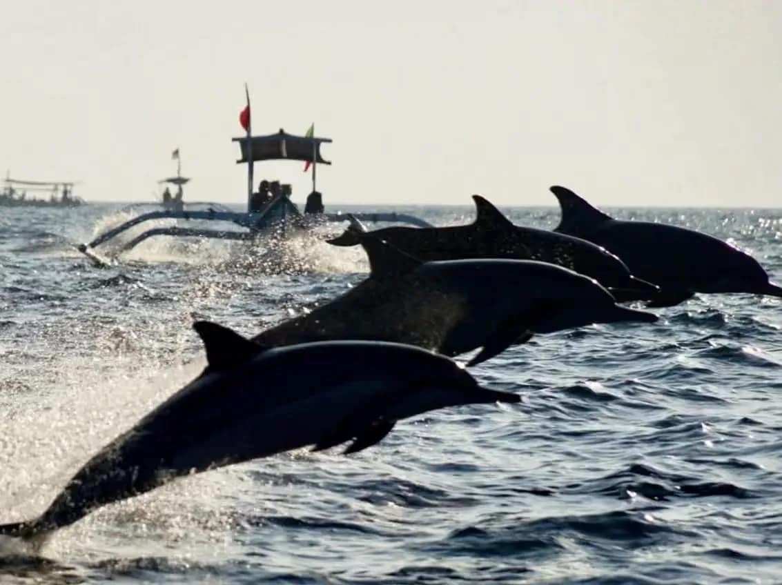 Bali Dolphin, Waterfall & Temple Experience media 5