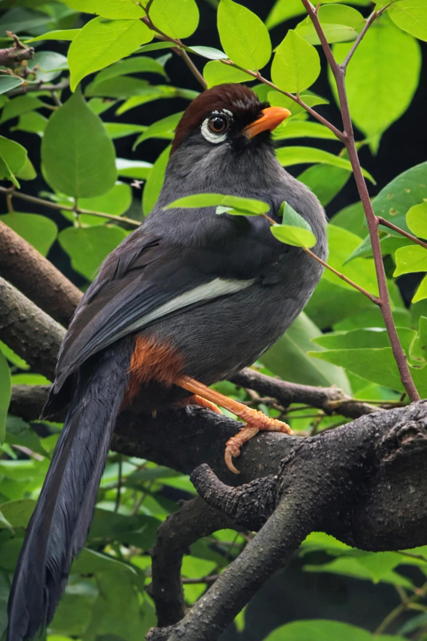 Media Bali Bird Park in Gianyar 3