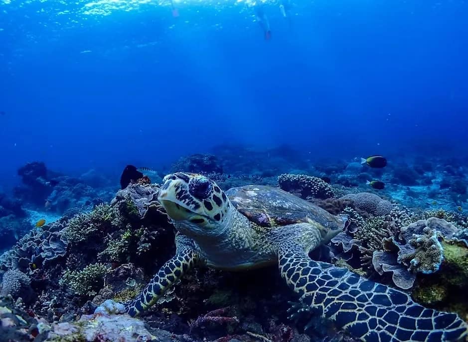 Media 3 ng Aquaman Snorkeling Trip in Nusa Lembongan