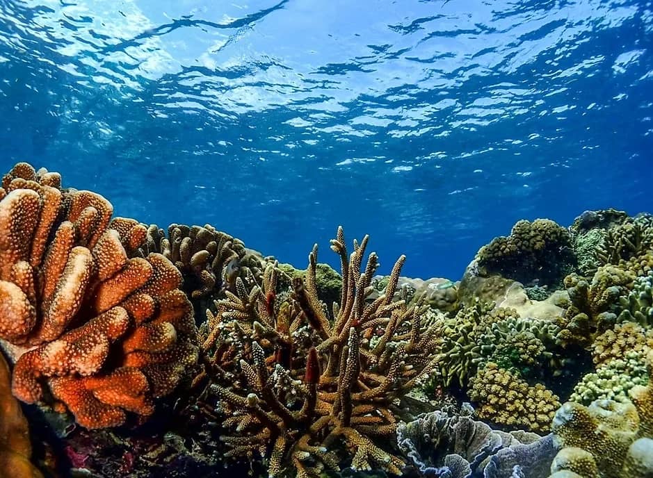 Media 5 ng Aquaman Snorkeling Trip in Nusa Lembongan