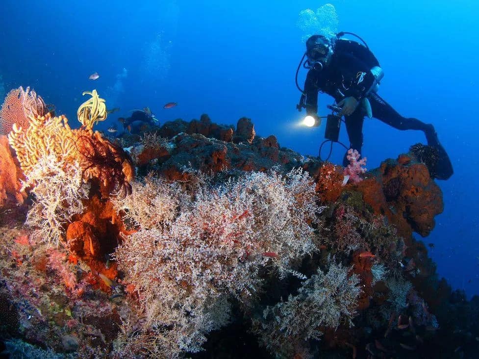 Menjangan Island Trip in Buleleng media 5
