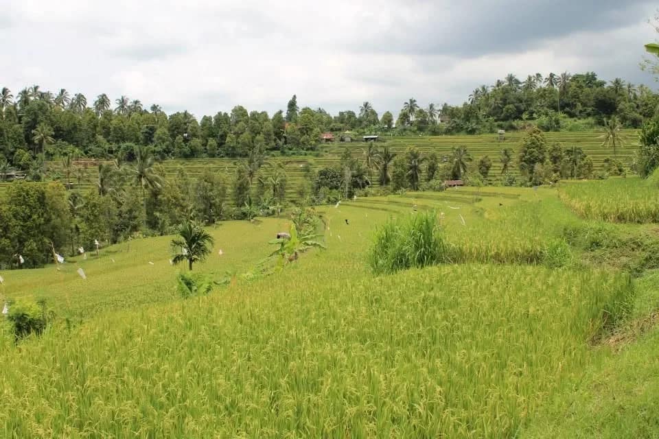 Media 5 ng Munduk Wilderness Safari Journey in North Bali