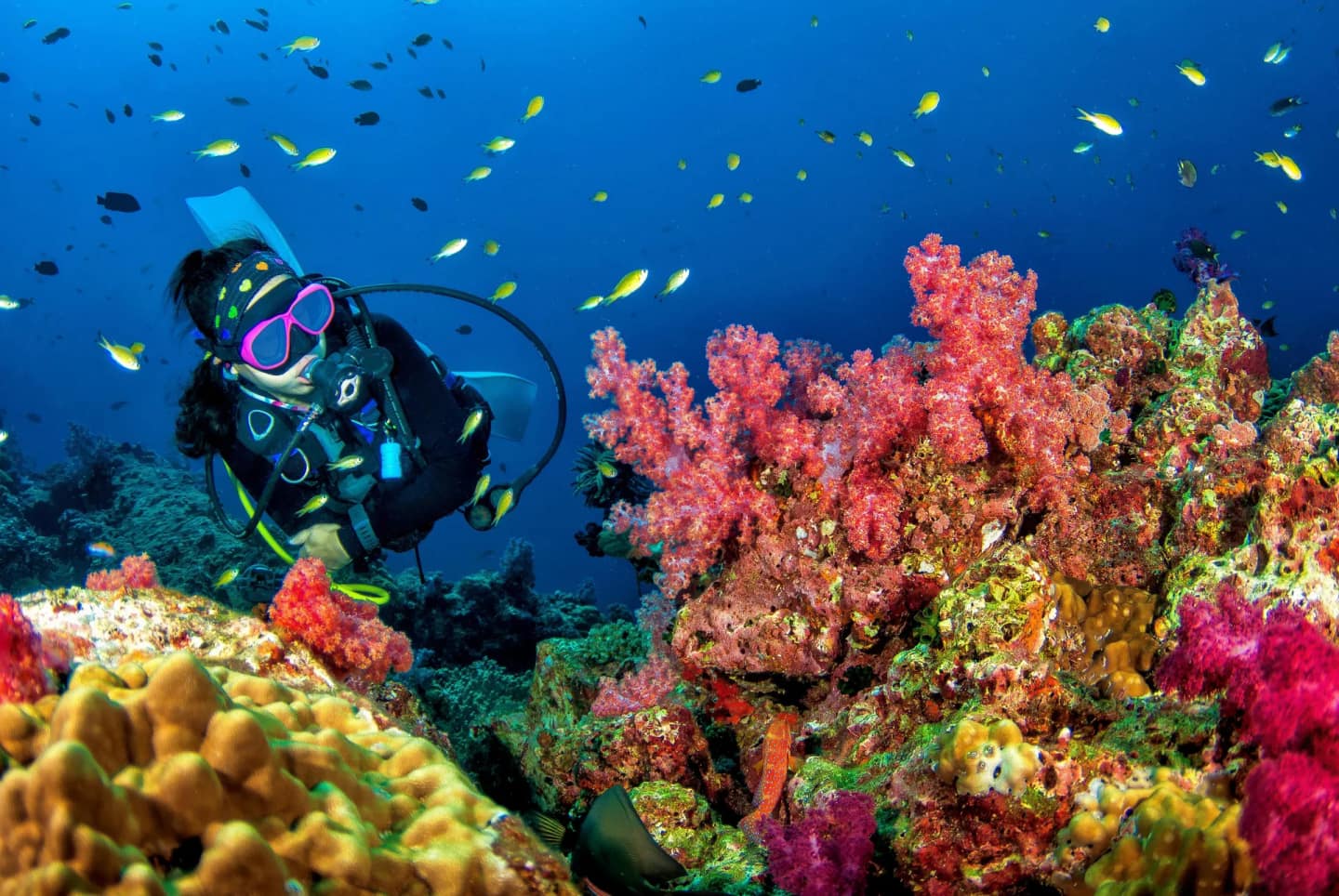 Octopus Dive in Nusa Penida