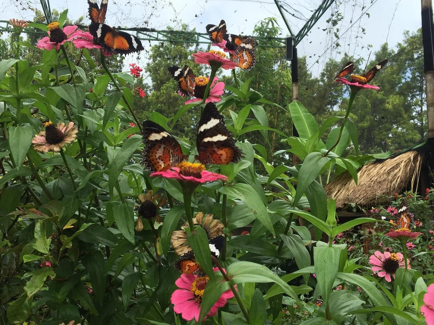 Butterfly Park in Gianyar图片 3