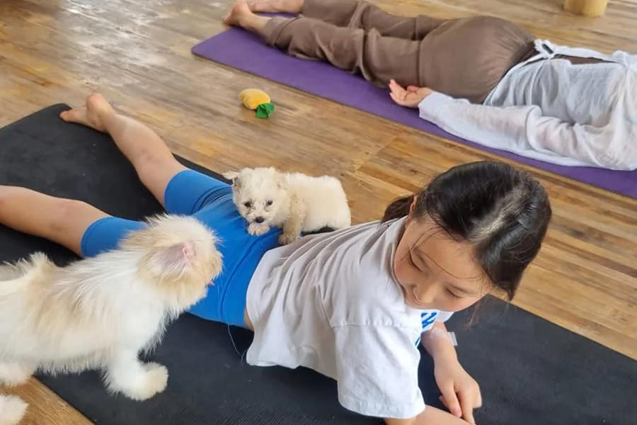 Media Puppy Yoga Bali in Ubud 5
