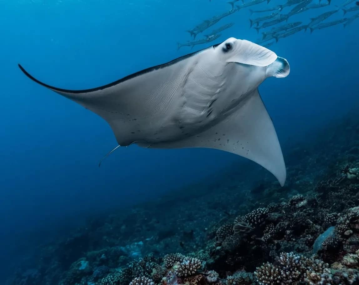 Media 3 ng French Kiss Divers Diving in Nusa Lembongan
