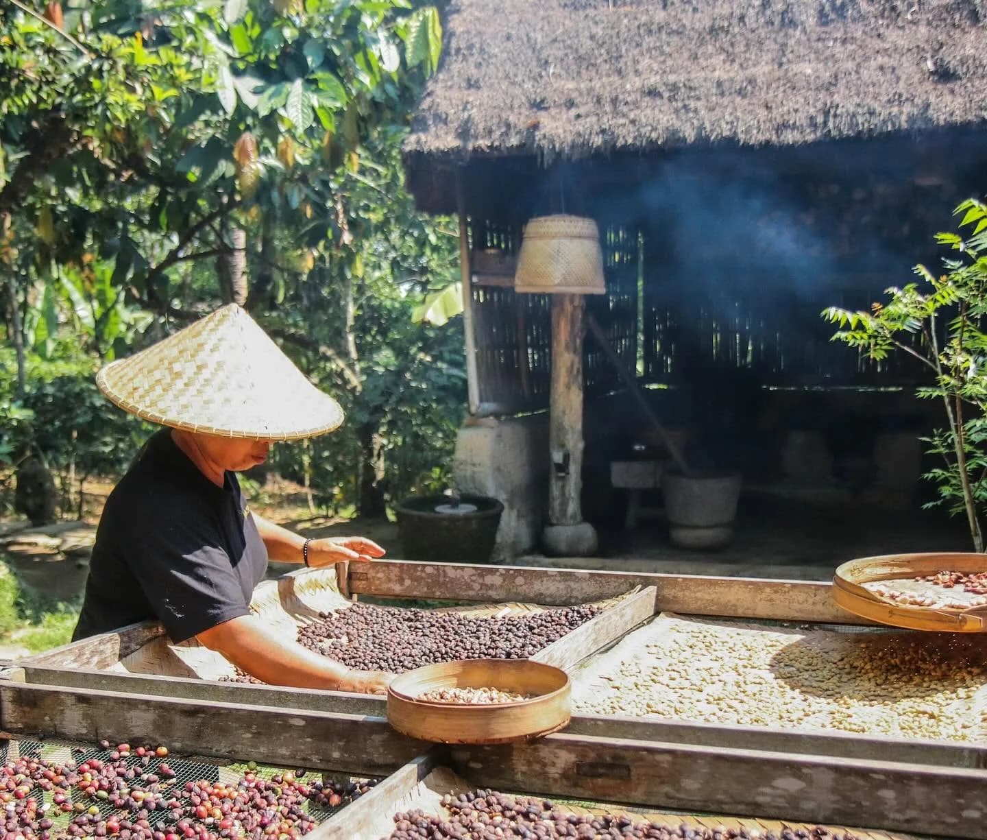 Bali Pulina Coffee Plantation in Ubud