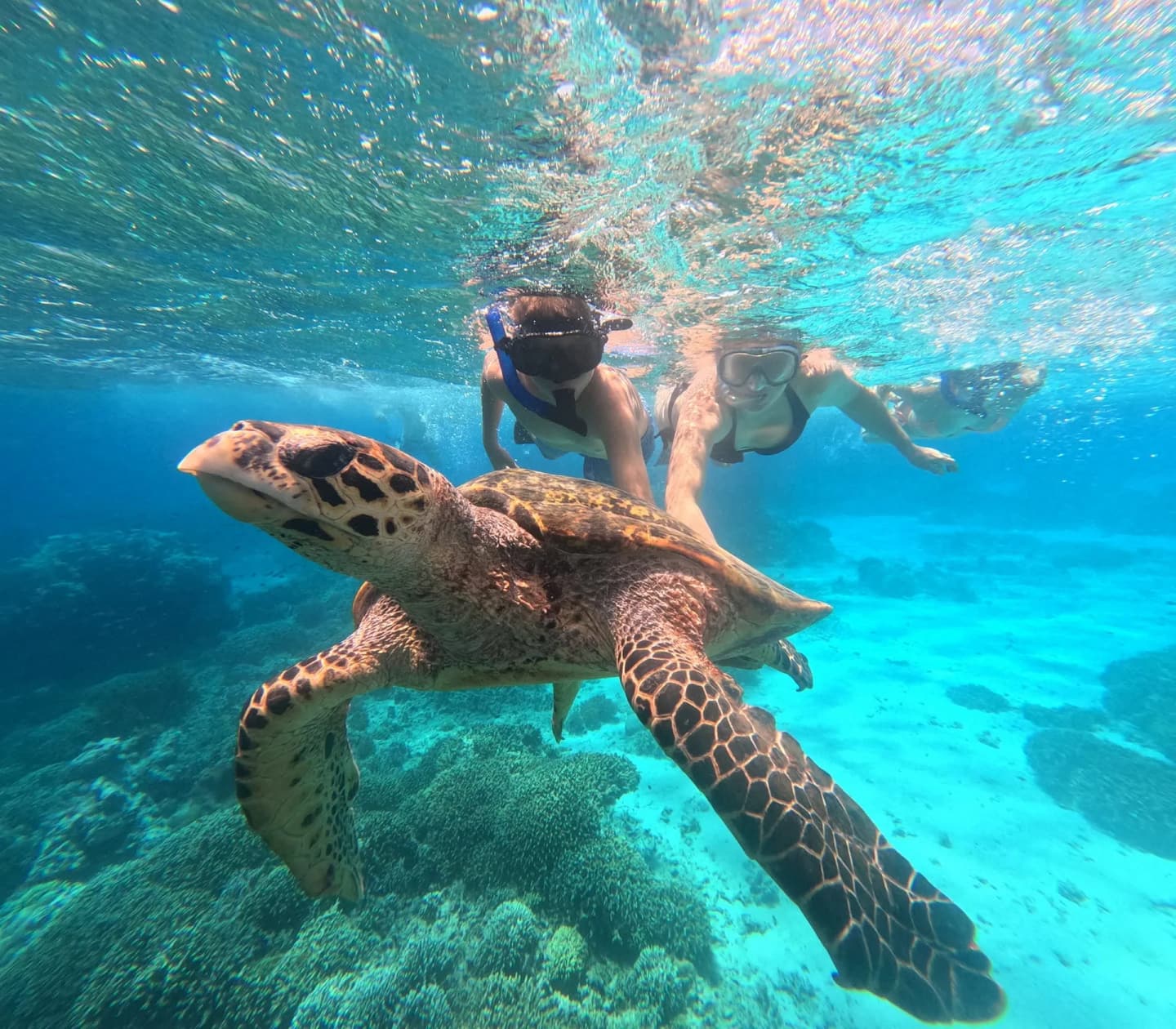 Menjangan Island Snorkeling Tour Sharing Boat