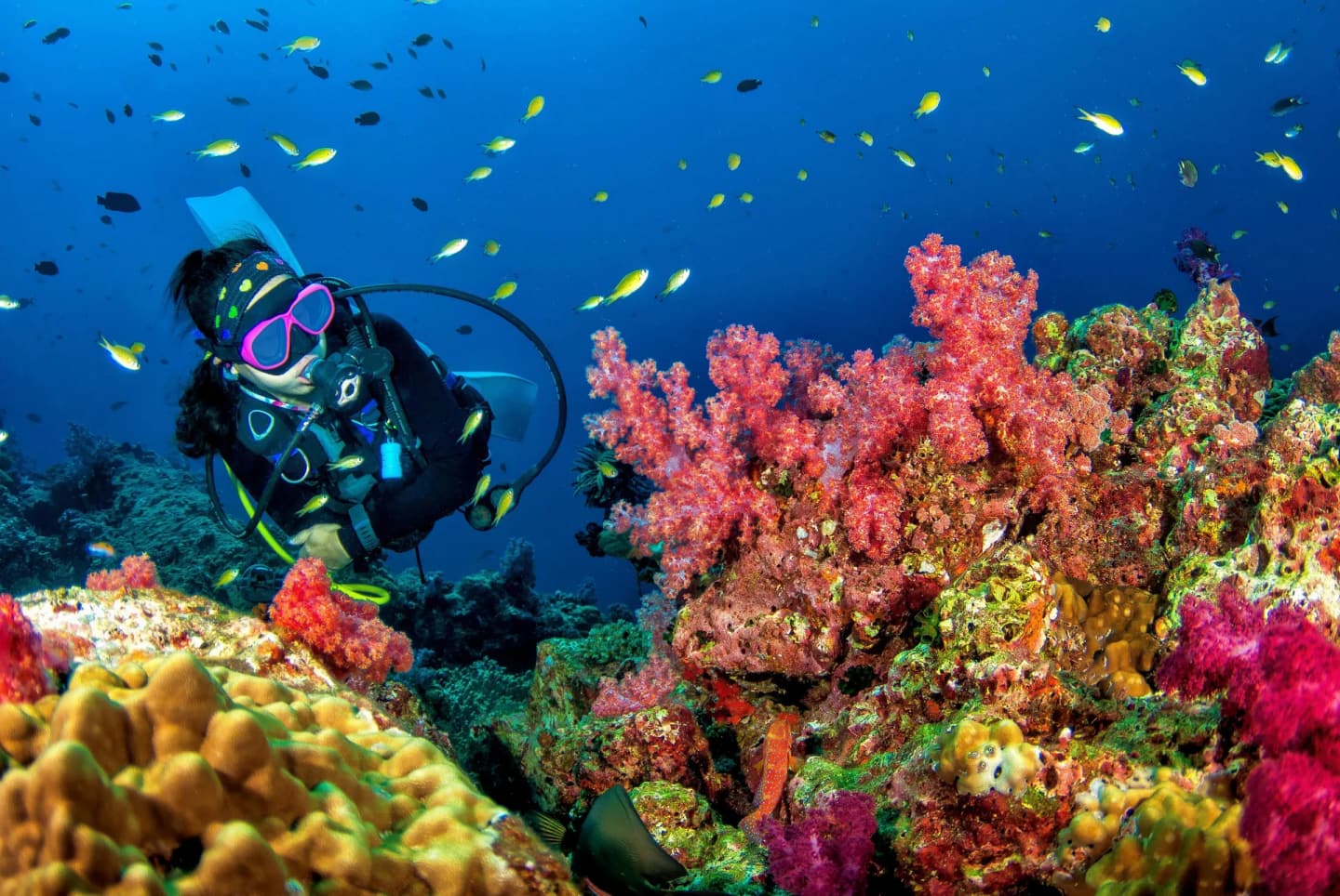 Octopus Dive in Nusa Penida