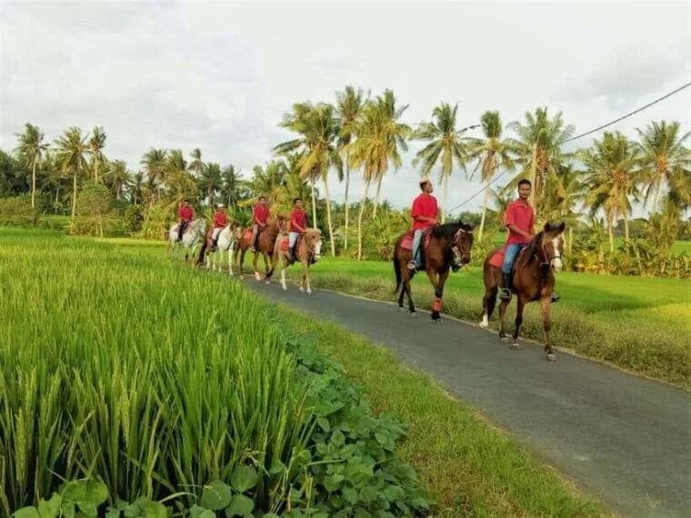 Kuda P Stable di Tabanan