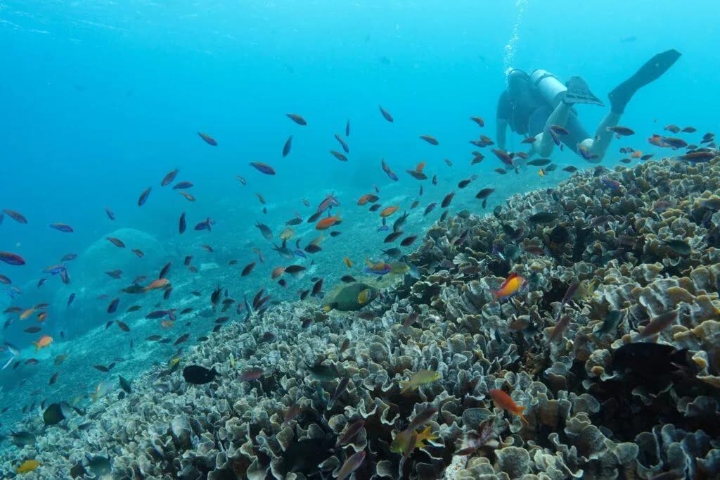 Underwater Discovery Try Scuba Diving (Uncertified Divers)