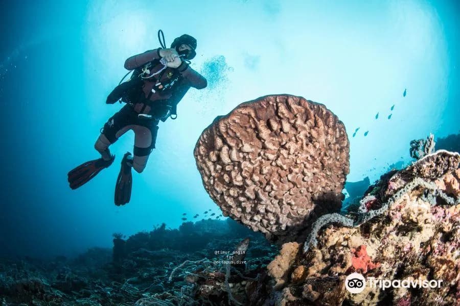 Ocean Fun Diving Adventure (Certified Divers)