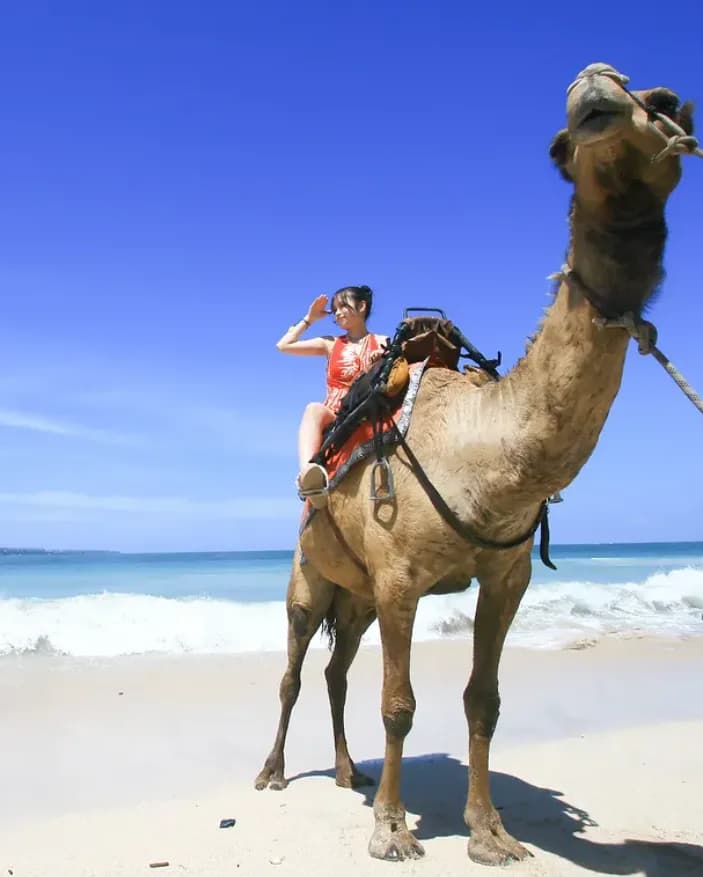 Bali Camel Adventure in Tuban
