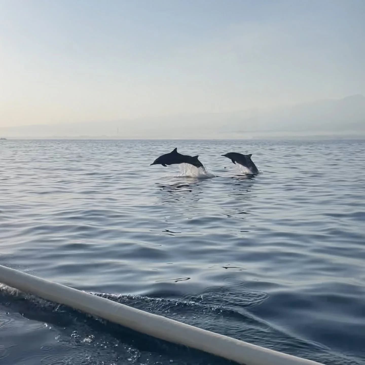 Dolphin Lovina Tour in Buleleng