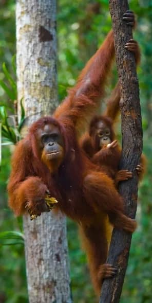 Orang Utan Tour in Borneo